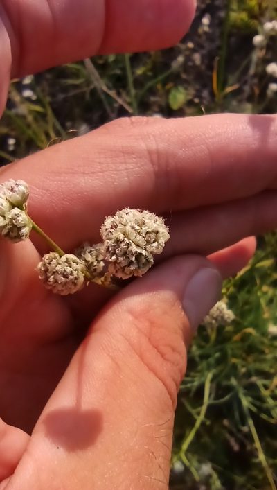 Gypsophila glomerata, photographed by Иван Ковтун Ivan Kovtun
