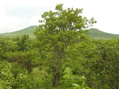 Eysenhardtia polystachya, photographed by Oscar Alejandro Morales Juárez