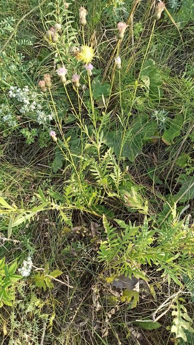 Klasea radiata, photographed by Иван Ковтун Ivan Kovtun