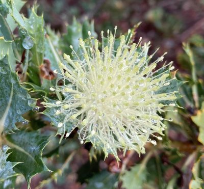 Banksia sessilis, photographed by pimelea
