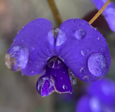 Hovea trisperma, photographed by pimelea