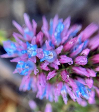 Andersonia caerulea, photographed by pimelea
