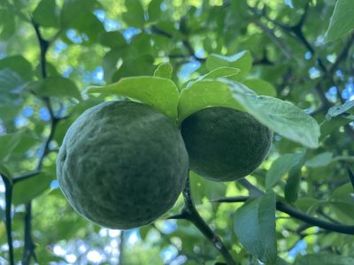 Citrus trifoliata, photographed by Hill Craddock