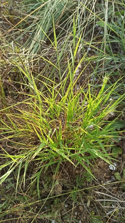 Cleistogenes serotina, photographed by Иван Ковтун Ivan Kovtun