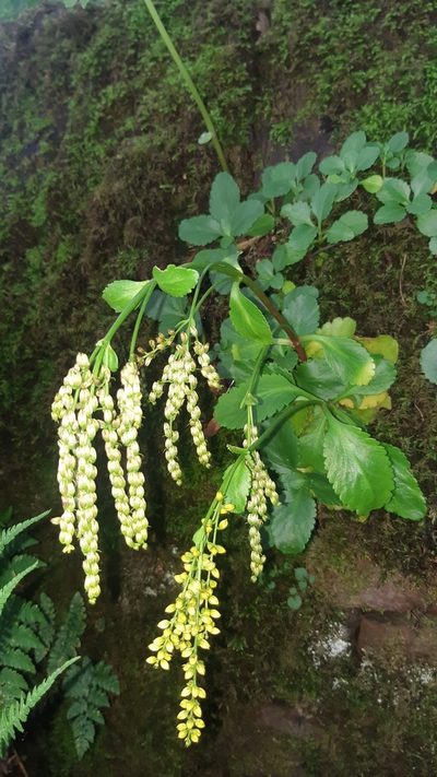 Chiastophyllum oppositifolium, photographed by John Haddon