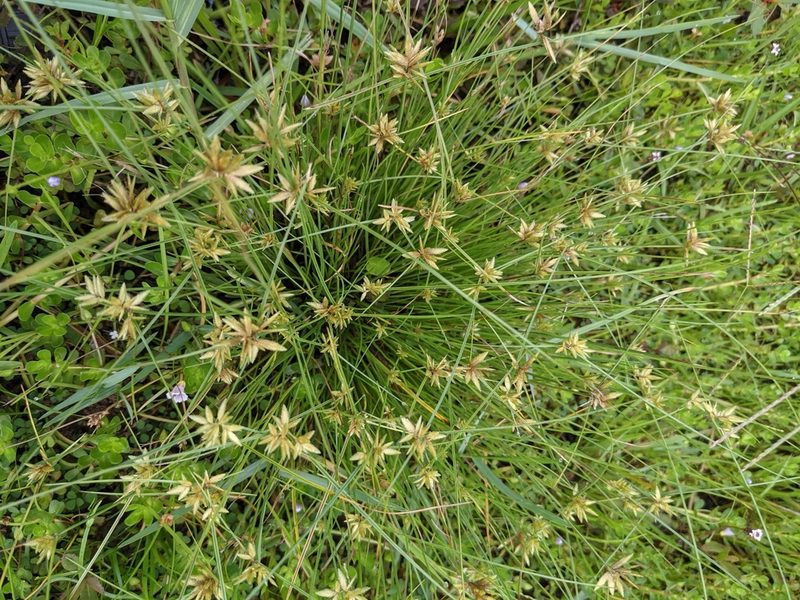 Cyperus lanceolatus, photographed by Eric Knight