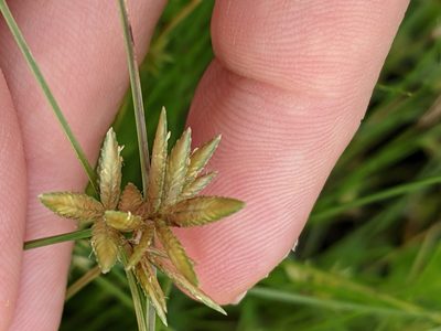 Cyperus lanceolatus, photographed by Eric Knight