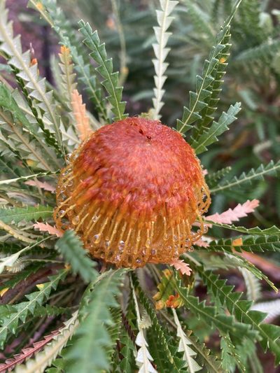 Banksia formosa, photographed by pimelea