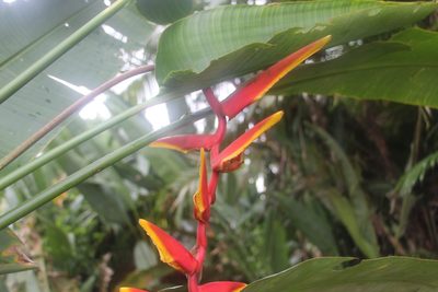 Heliconia marginata, photographed by Andrés Ramírez-Barrera