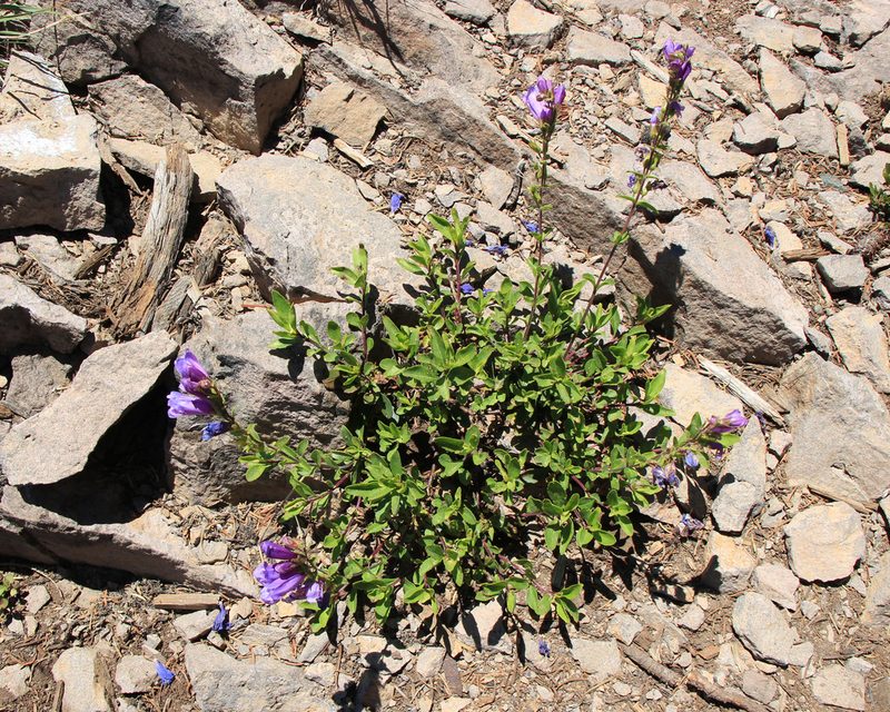 Penstemon cardwellii, photographed by Paul McClellan