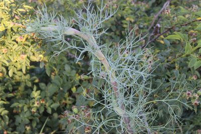 Seseli ponticum, photographed by Tatiana Strus