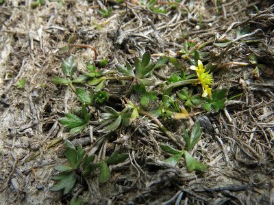 Ranunculus glabrifolius, photographed by John Barkla