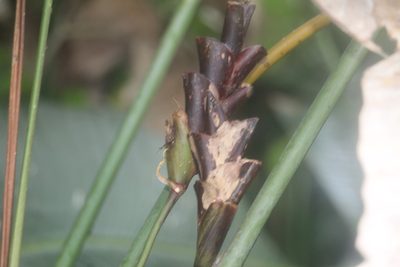 Calathea lutea, photographed by Andrés Ramírez-Barrera