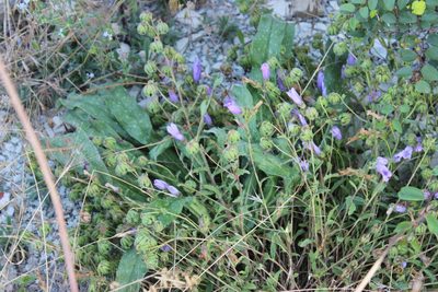 Campanula komarovii, photographed by Tatiana Strus