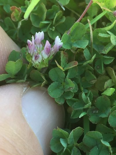 Trifolium barbigerum, photographed by Scott Loarie