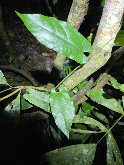 Aristolochia deltantha, photographed by Greg Tasney