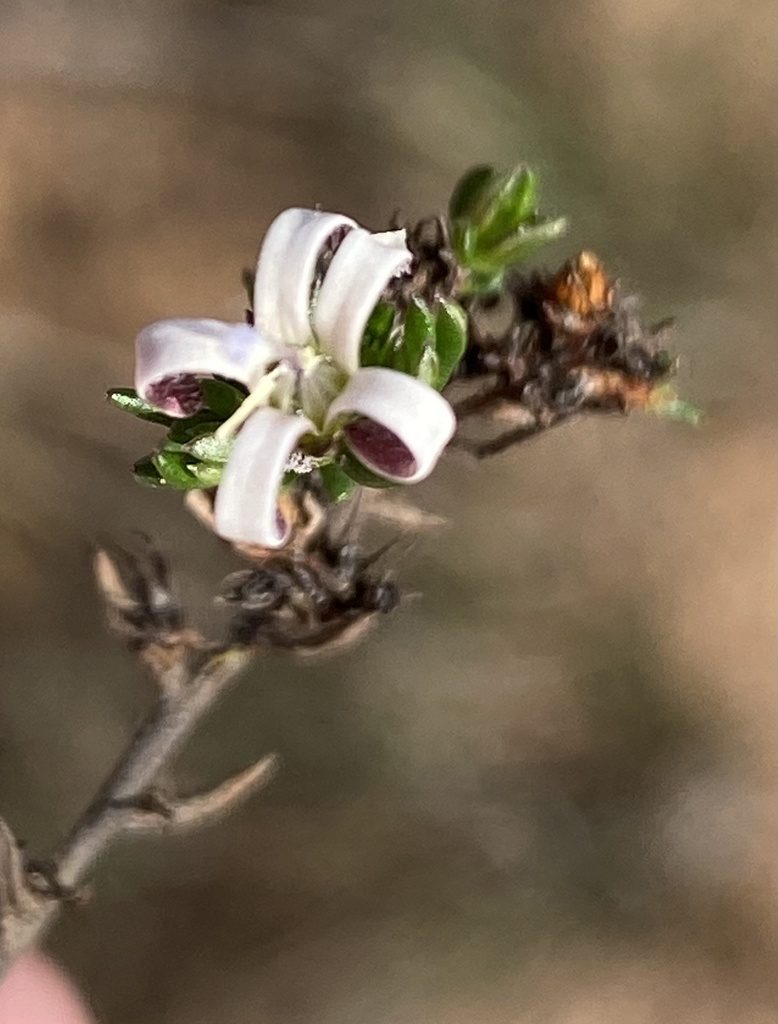 Wahlenbergia rubens, photographed by Dave U