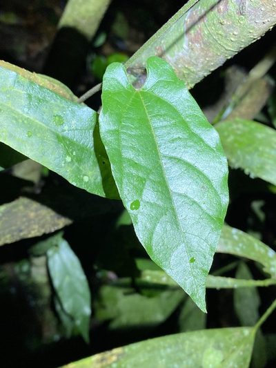 Aristolochia deltantha, photographed by Greg Tasney