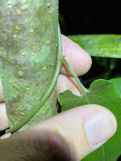 Aristolochia deltantha, photographed by Greg Tasney