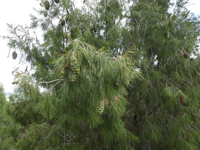 Pinus pinceana, photographed by Leticia Jiménez Hernández