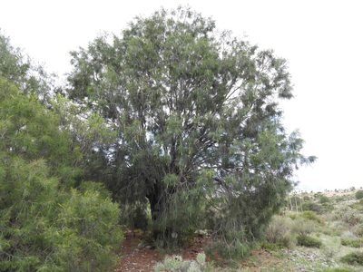 Pinus pinceana, photographed by Leticia Jiménez Hernández