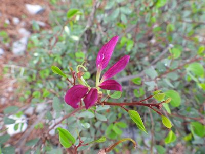 Bauhinia ramosissima, photographed by Leticia Jiménez Hernández