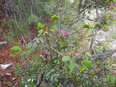 Bauhinia ramosissima, photographed by Leticia Jiménez Hernández