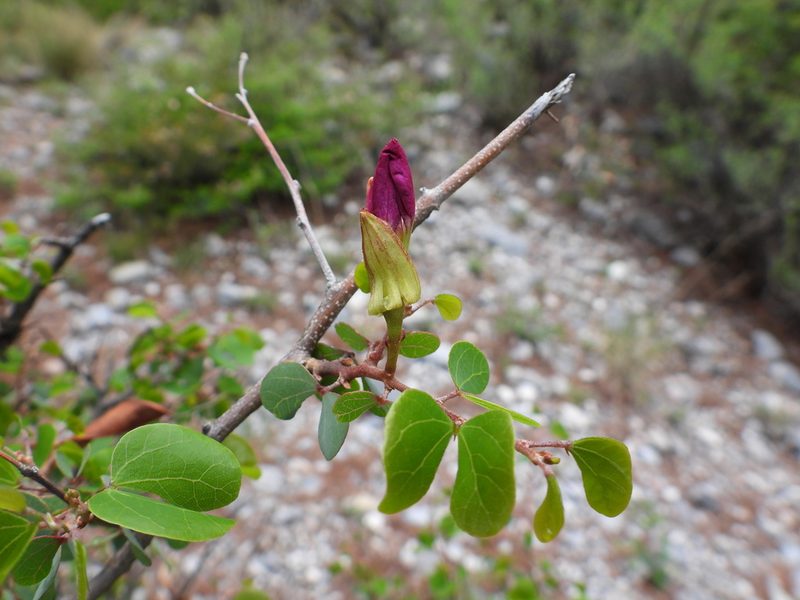 Bauhinia ramosissima, photographed by Leticia Jiménez Hernández
