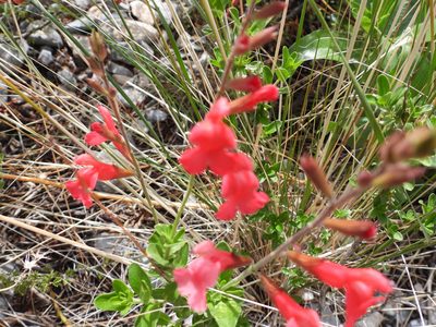 Salvia greggii, photographed by Leticia Jiménez Hernández