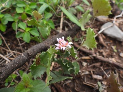 Acourtia nana, photographed by Leticia Jiménez Hernández