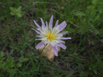 Pinaropappus roseus, photographed by Leticia Jiménez Hernández