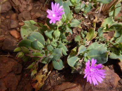 Corbichonia decumbens, photographed by Andrew Hankey