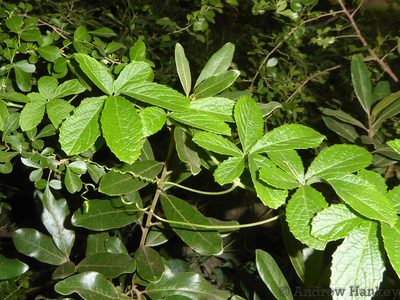 Cyphostemma simulans, photographed by Andrew Hankey