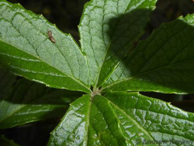 Cyphostemma simulans, photographed by Andrew Hankey