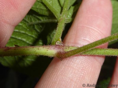 Cyphostemma simulans, photographed by Andrew Hankey