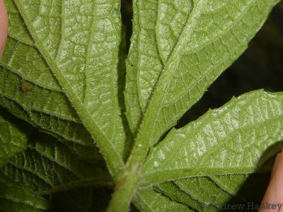 Cyphostemma simulans, photographed by Andrew Hankey