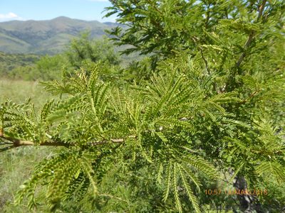 Vachellia natalitia, photographed by Andrew Hankey