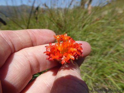 Lasiosiphon rubescens, photographed by Andrew Hankey