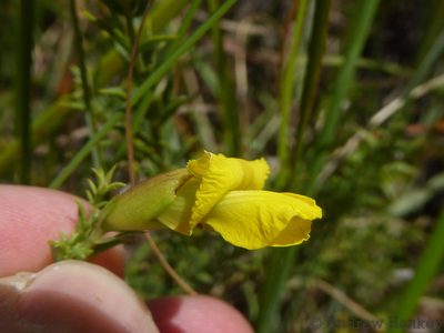 Pearsonia aristata, photographed by Andrew Hankey