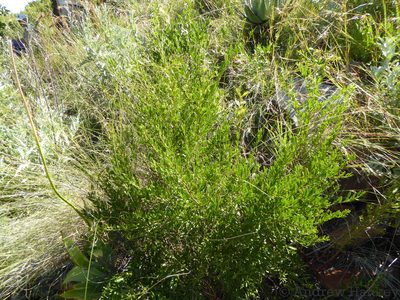 Gymnosporia heterophylla, photographed by Andrew Hankey