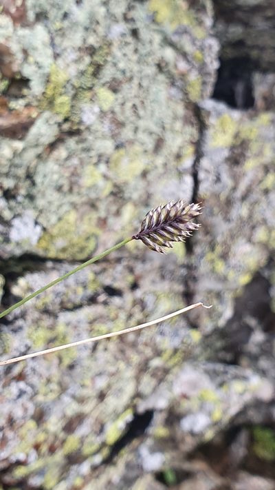 Oreochloa disticha, photographed by hecklemore
