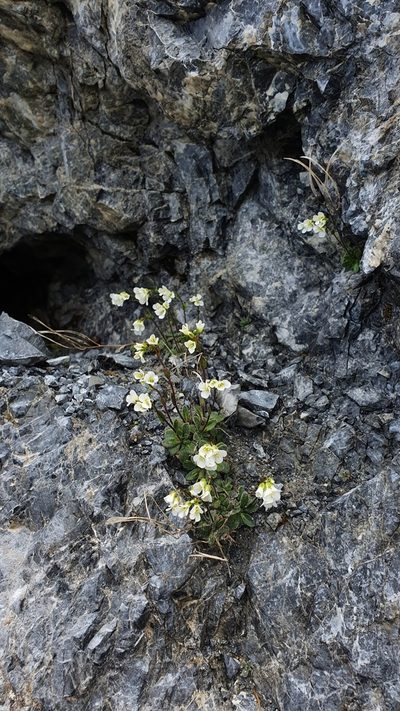 Arabis stellulata, photographed by hecklemore