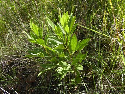 Searsia rogersii, photographed by Andrew Hankey