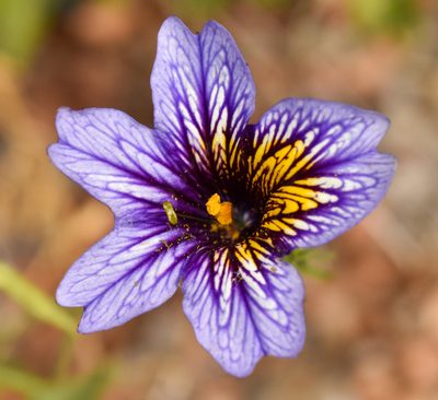 Salpiglossis sinuata, photographed by Nicolás Villaseca Merino