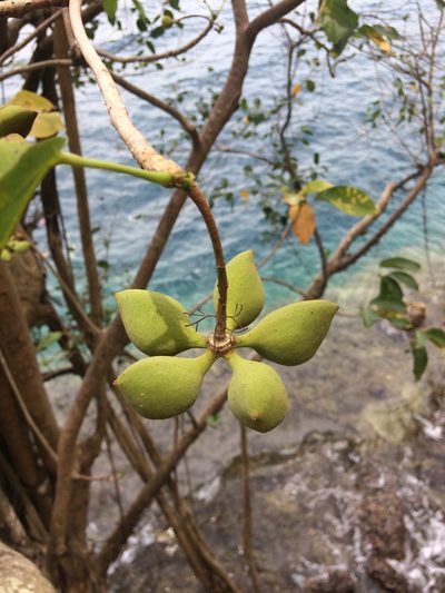 Sterculia ceramica, photographed by Greg III Espera