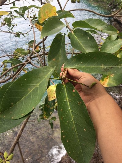 Sterculia ceramica, photographed by Greg III Espera