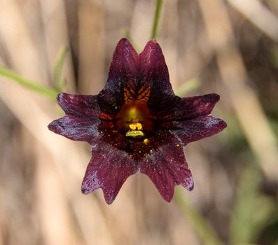 Salpiglossis sinuata, photographed by Nicolás Villaseca Merino
