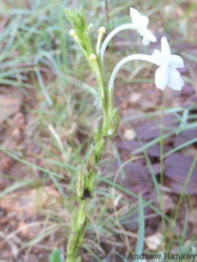 Chascanum hederaceum, photographed by Andrew Hankey