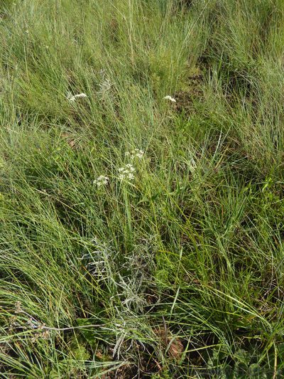 Pimpinella afra, photographed by Andrew Hankey