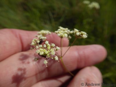 Pimpinella afra, photographed by Andrew Hankey